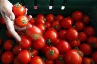 بعد أشهر من الغلاء.. مهني يؤكد ل"أخبارنا" تراجع أسعار الطماطم بالأسواق الوطنية